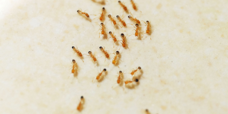 Why Do I Have a Trail of Ants in My Kitchen?