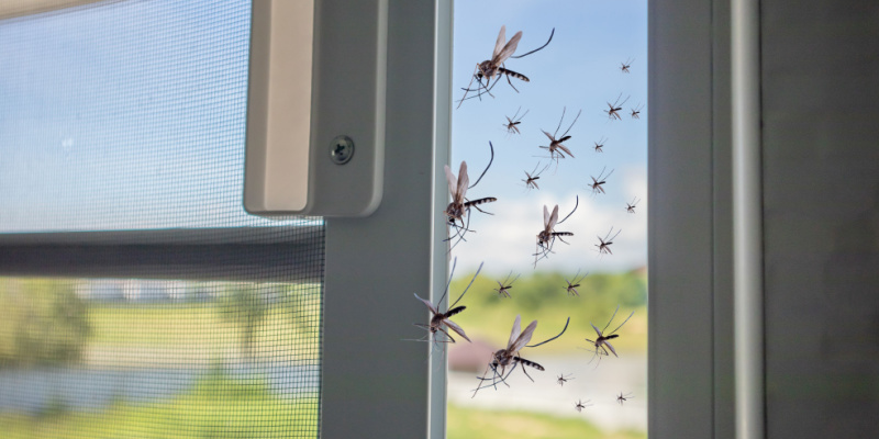 Protect Your Menasha, WI Home from Mosquitoes