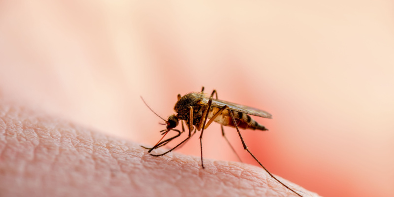 Mosquito Control Experts in Menasha, WI