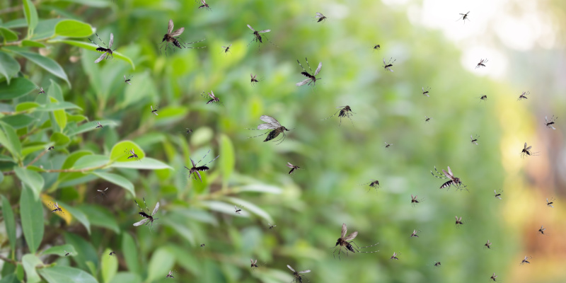 Why Are Mosquitoes Taking Over My Yard?