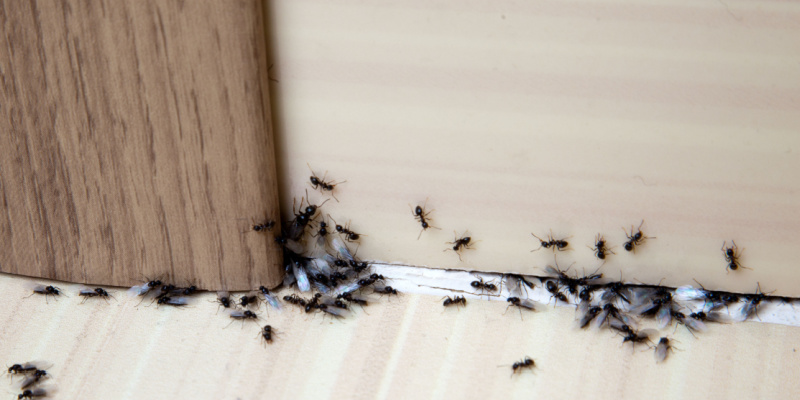 Ant Control Experts in Menasha, WI