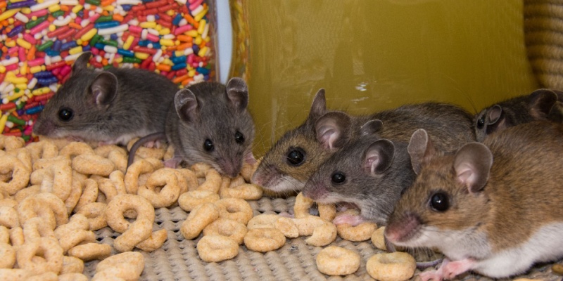 Can Mice Cause Damage to Your Home?