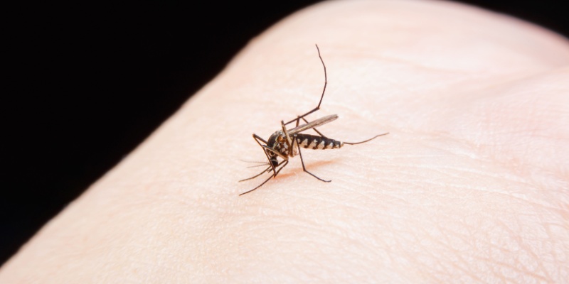 Mosquito Elimination and Prevention in Menasha, WI