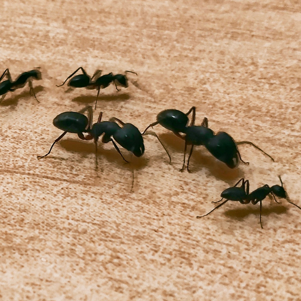 Ant Infestation