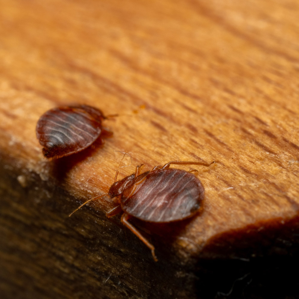 Two Bed Bugs Sitting on a Wooden Surface