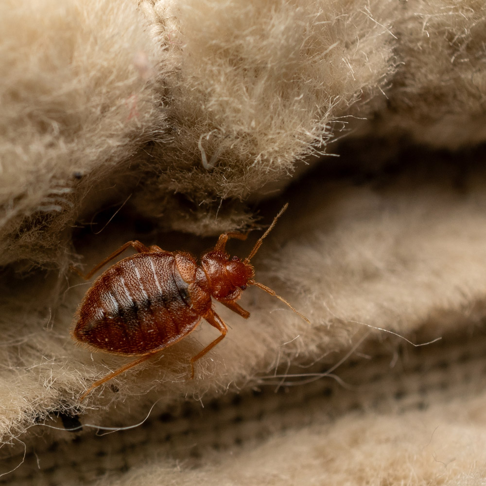 Bed Bug Pest Removal