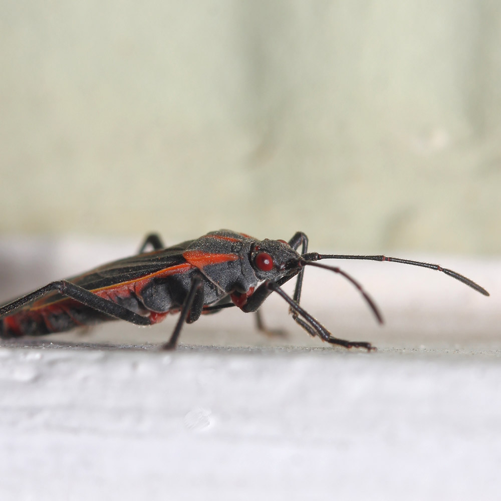 Box Elder Bug Pest Control