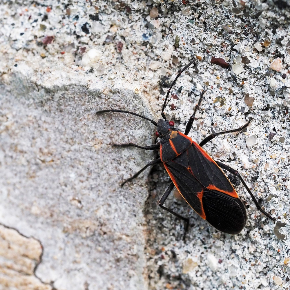 Box Elder Pest Removal