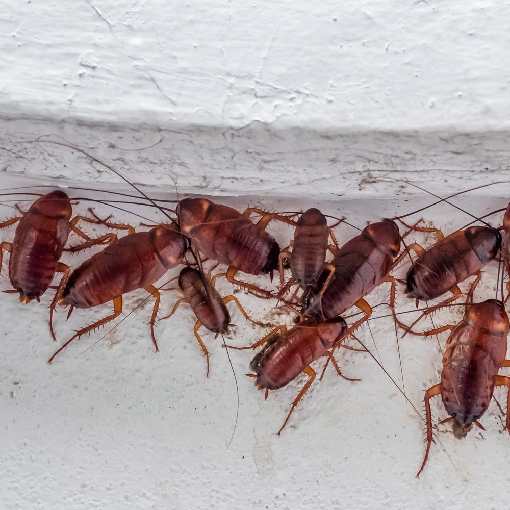 Cockroaches