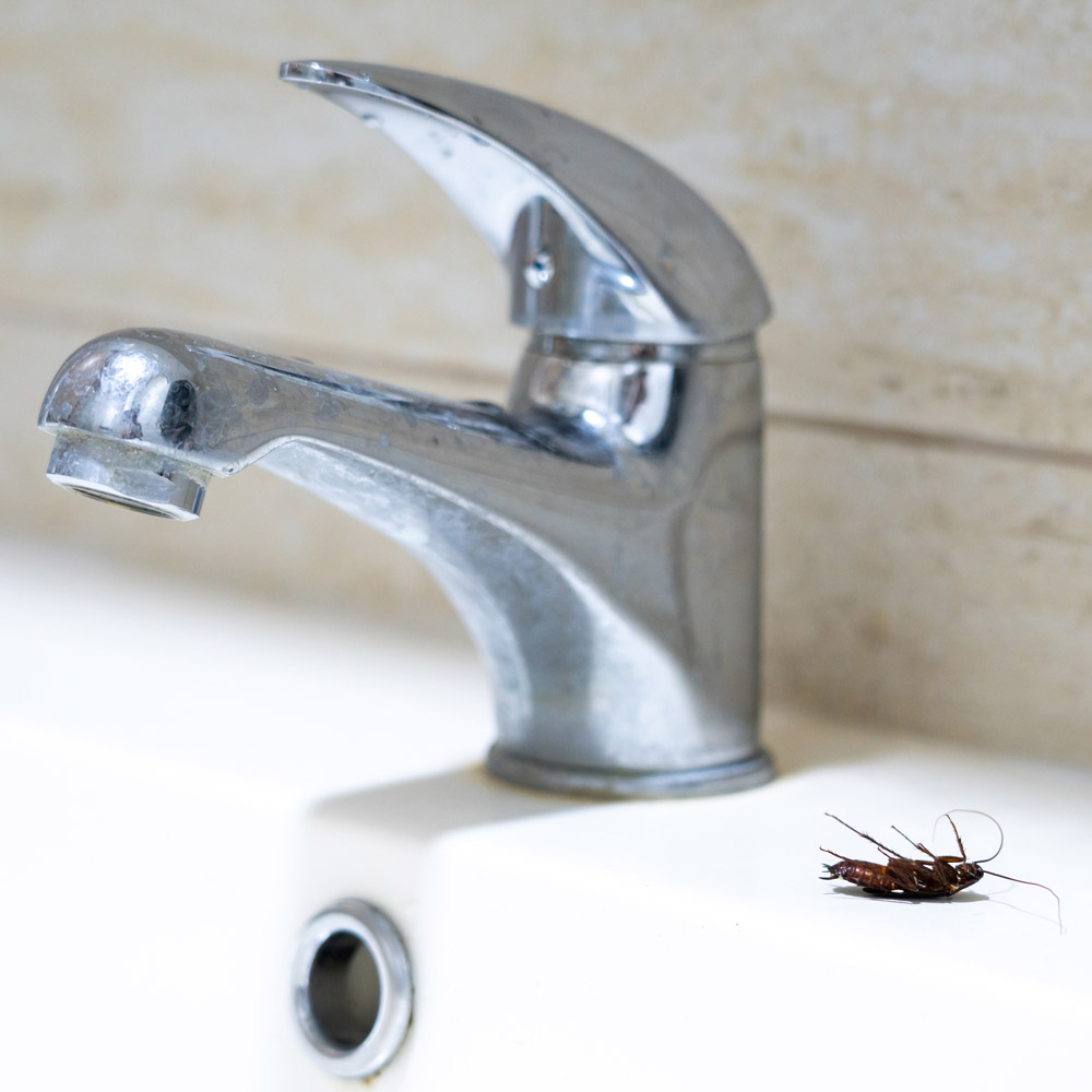 Cockroach Pest Control