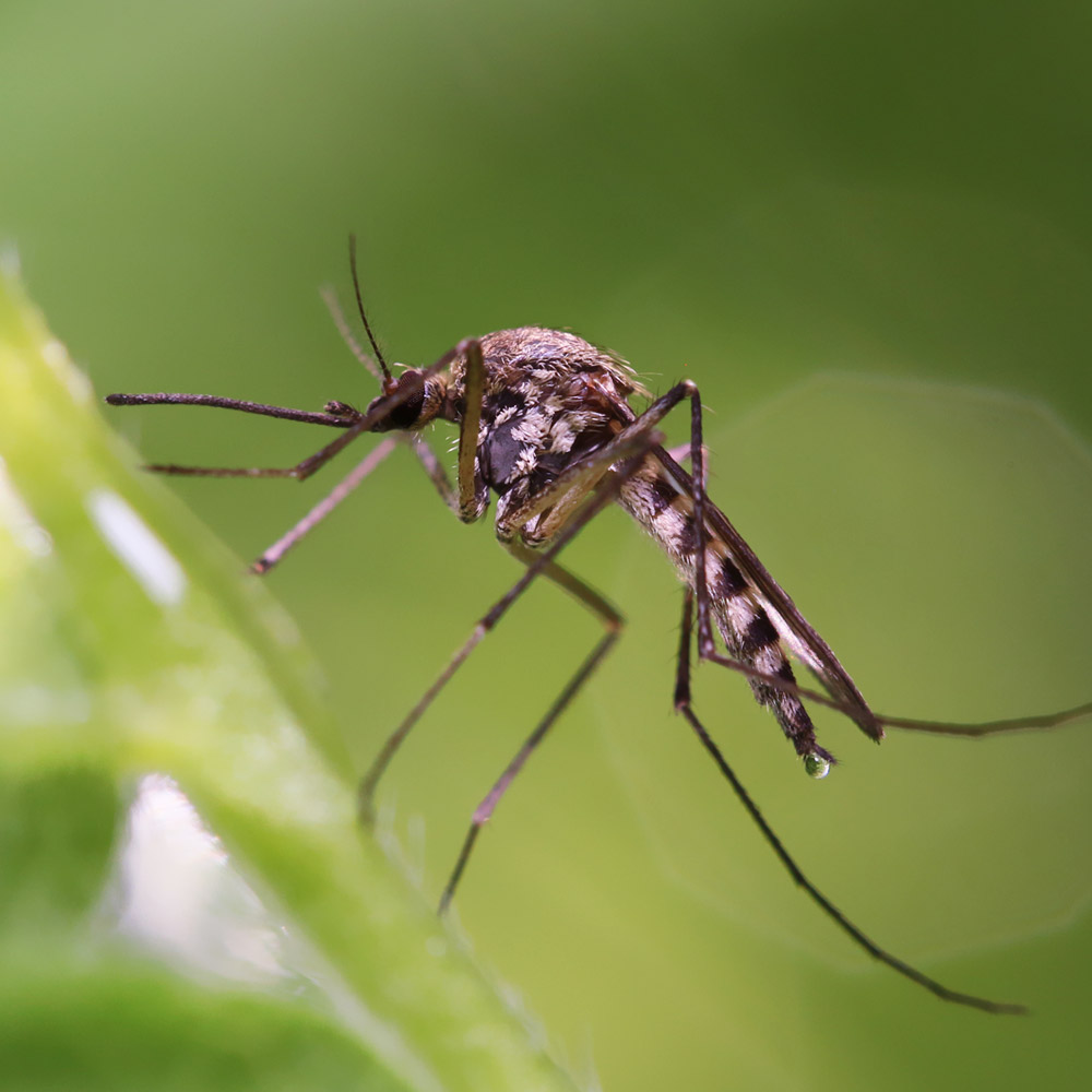 Mosquito Pest Removal