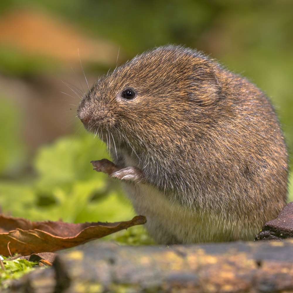 Rodent Pest Control, Vole Removal