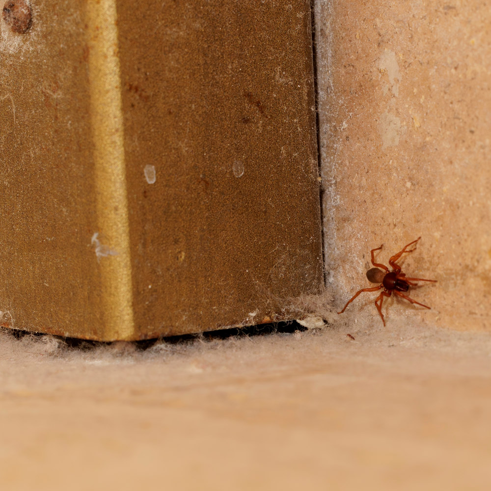 Spider Infestation