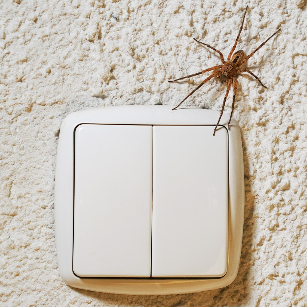 Spider Pest Removal