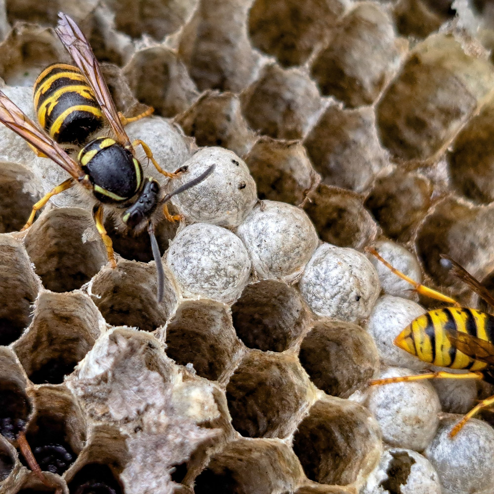 Stinging Insect Pest Control