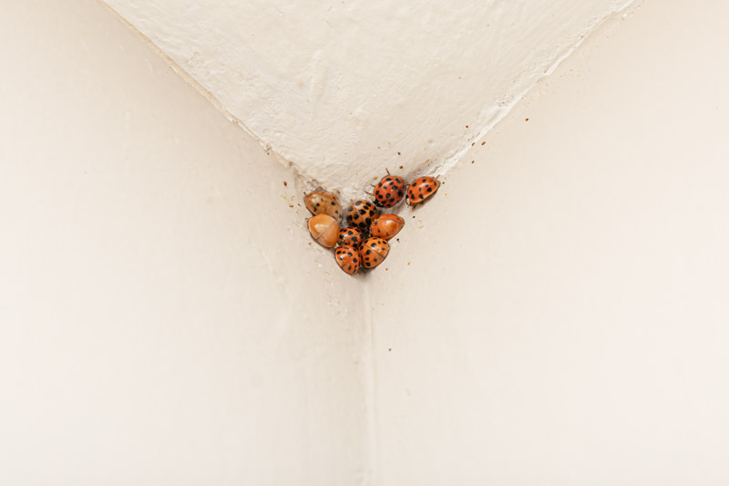 Asian Lady Bird/Ladybug