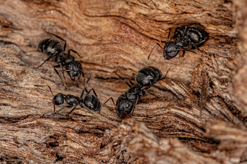 Carpenter Ants