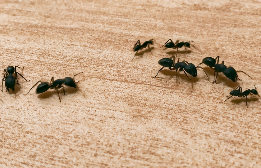 Carpenter Ants
