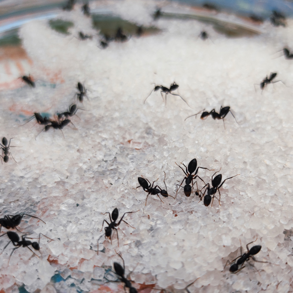Ants Eating Sugar