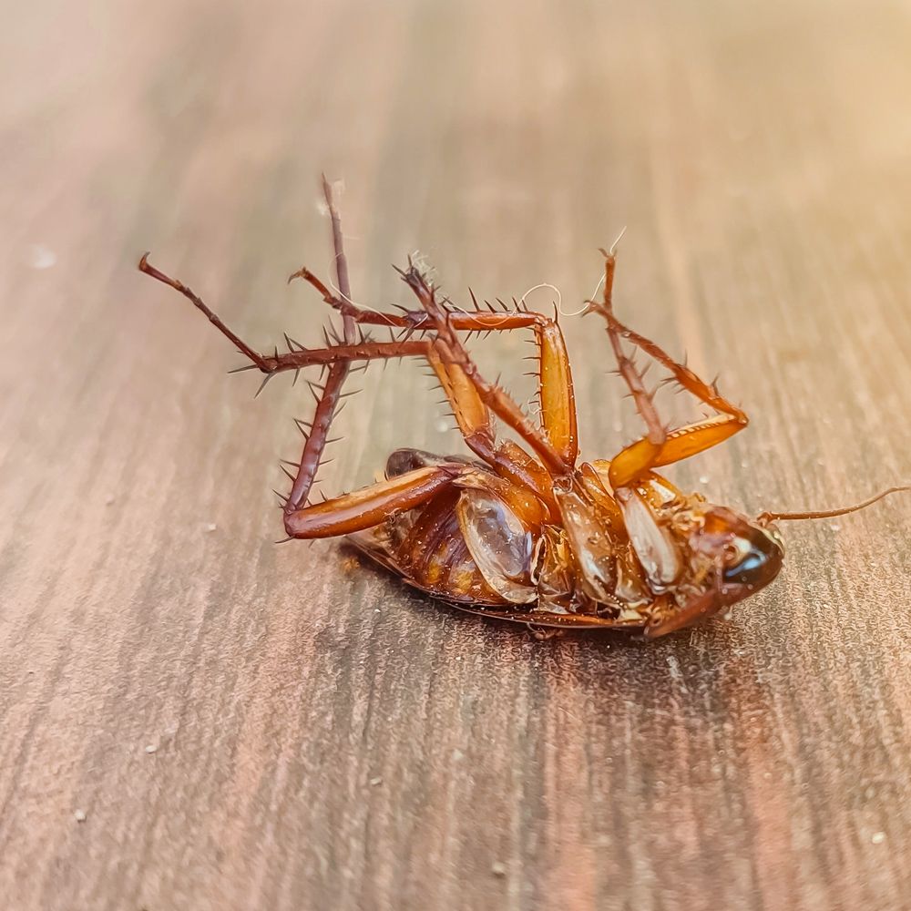 Dead Cockroach