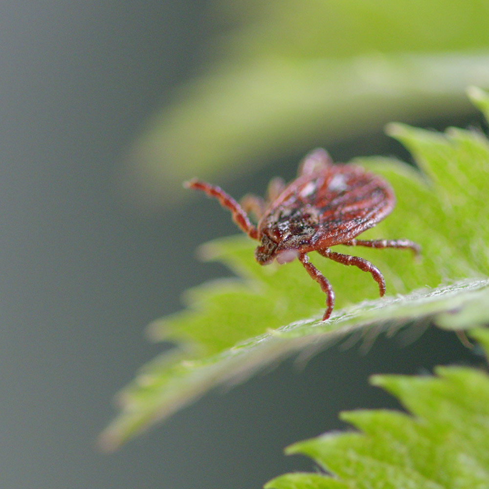 Deer Tick on Leaf
