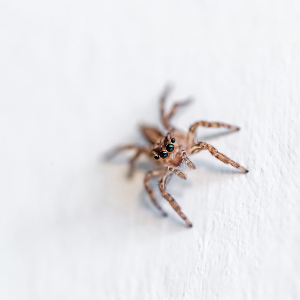 Jumping Spider on Wall