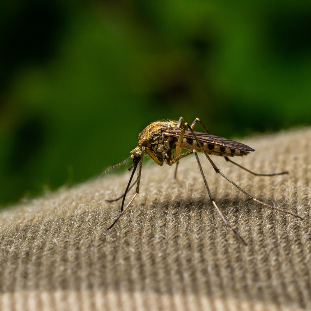 Mosquito Sitting on Surface