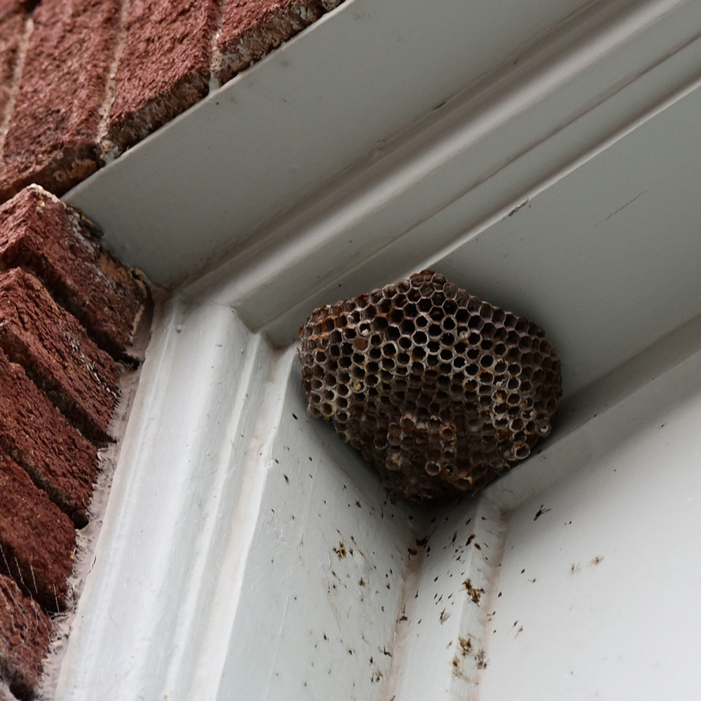Wasp Nest
