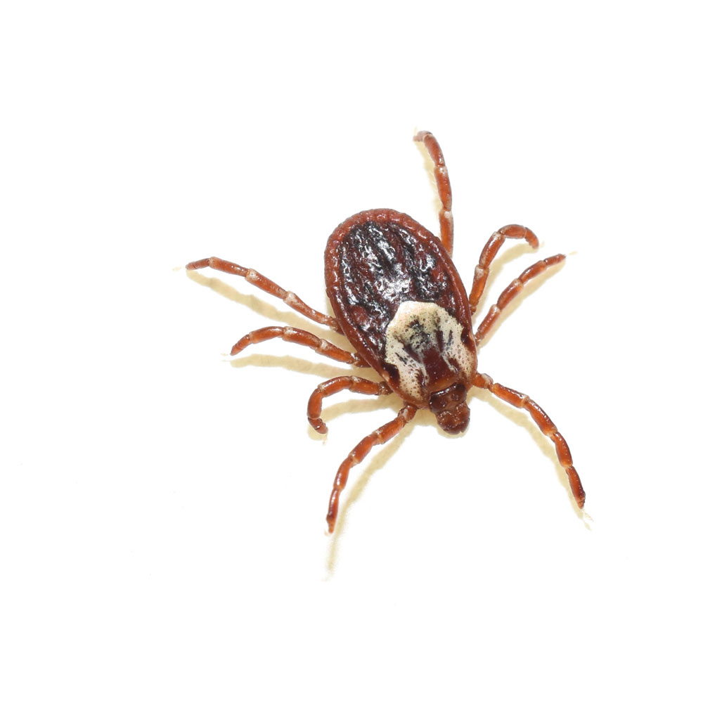 American Dog Tick/Wood Tick