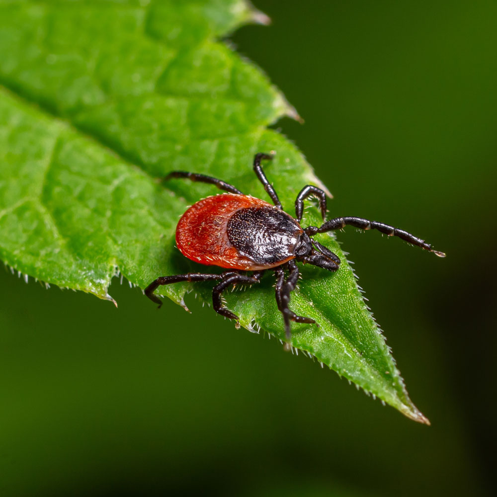 Deer/Blacklegged Ticks