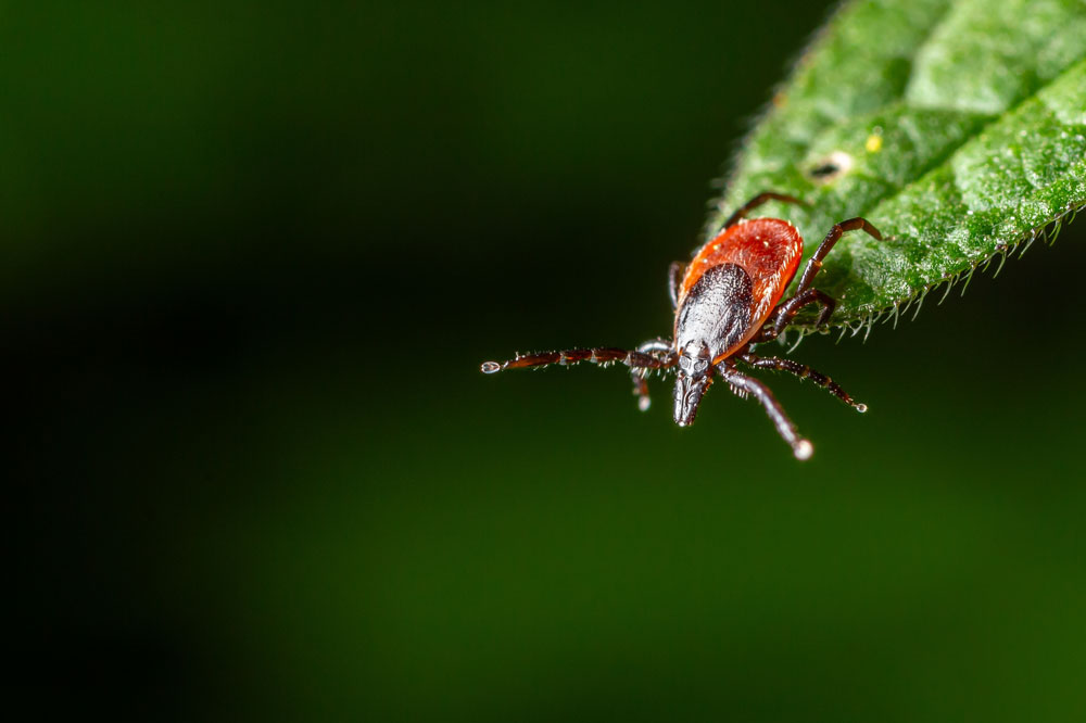 Deer Tick Sitting on Leaf Closeup