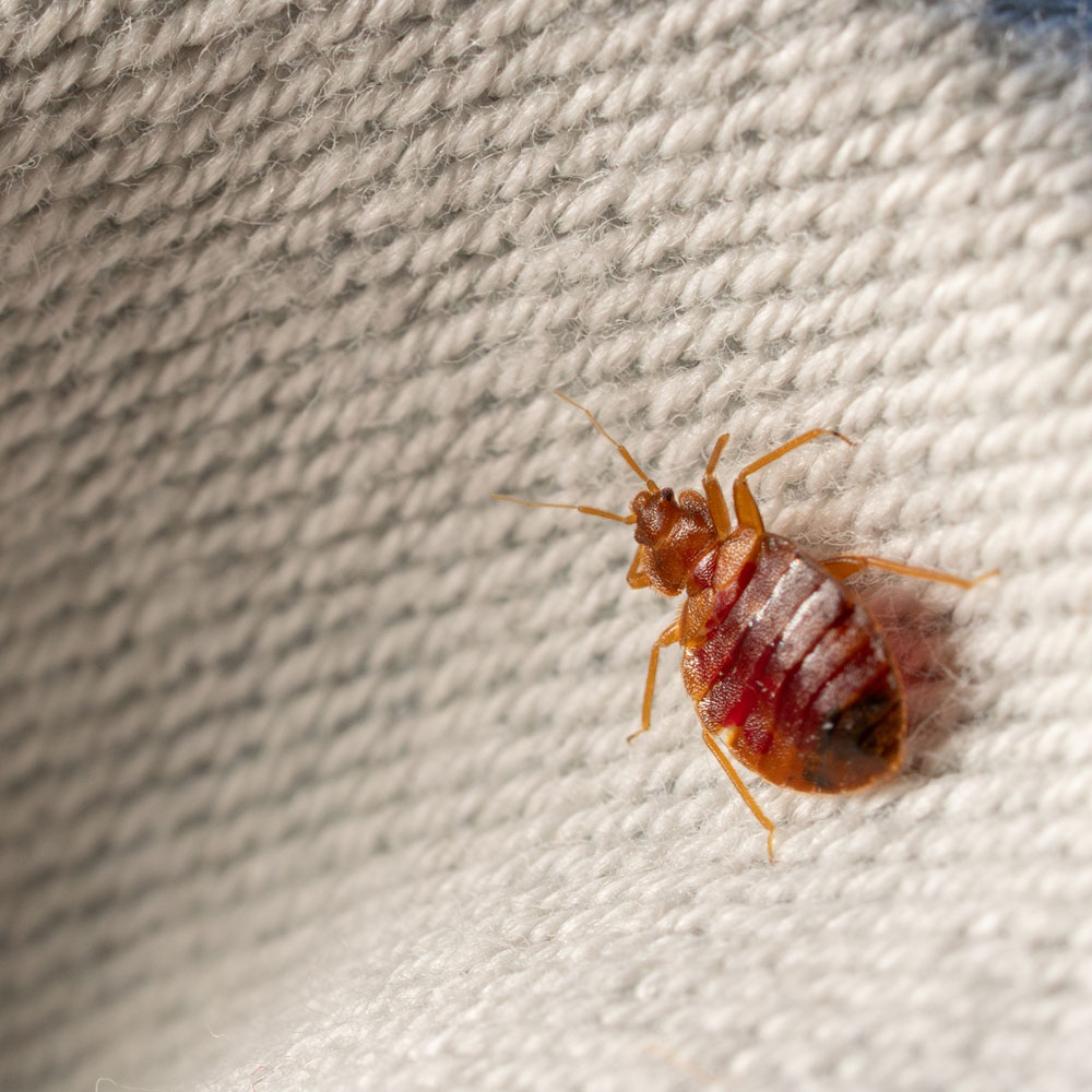 Bed Bug Infestation