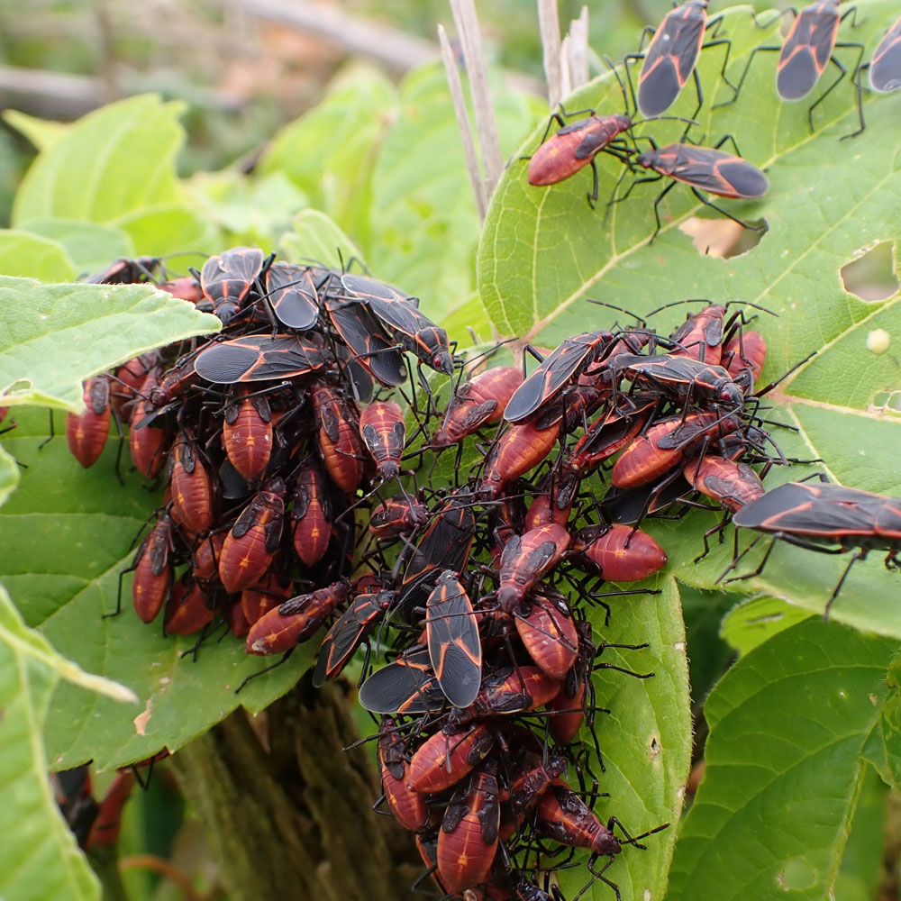 Box Elder Bugs