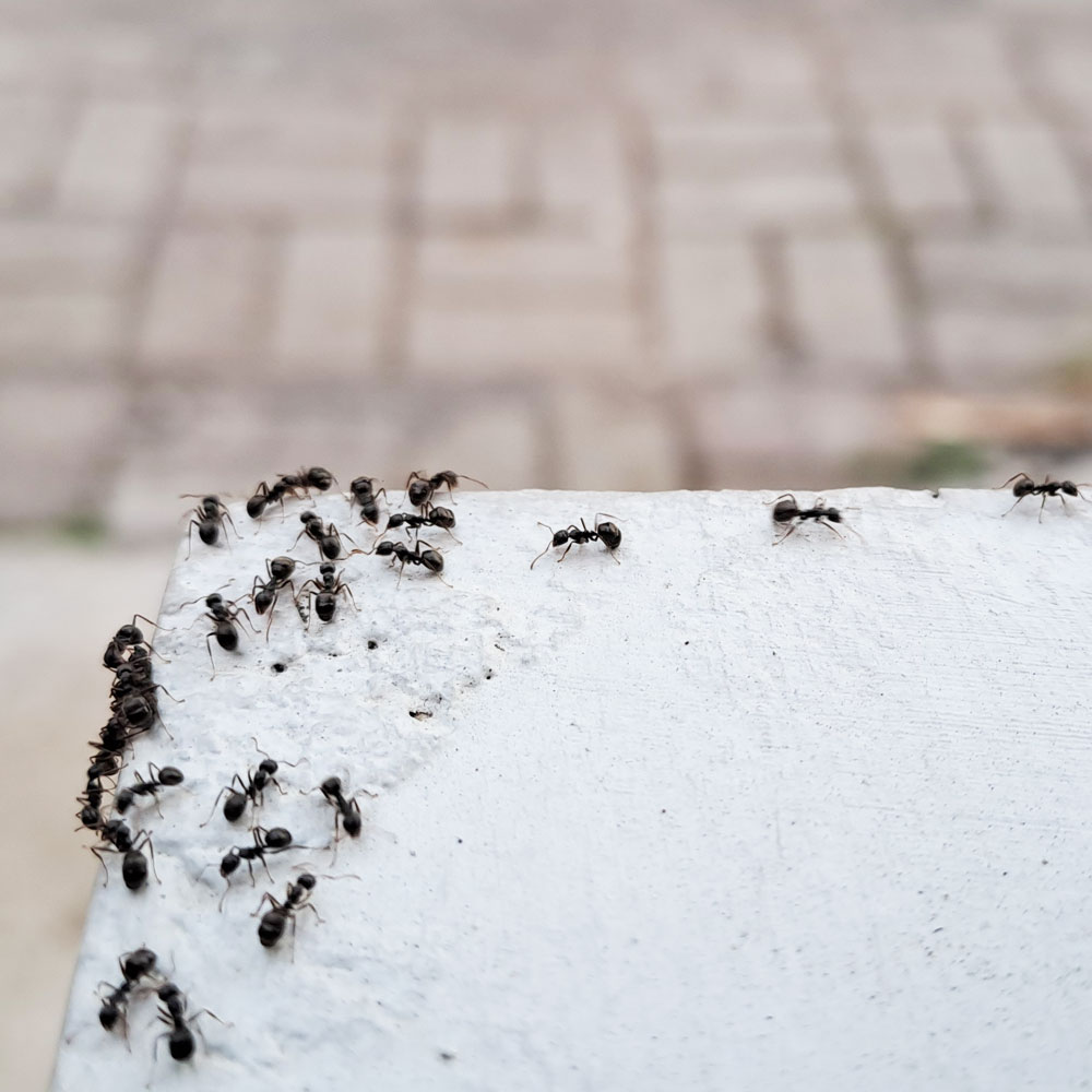Crawling Carpenter Ants