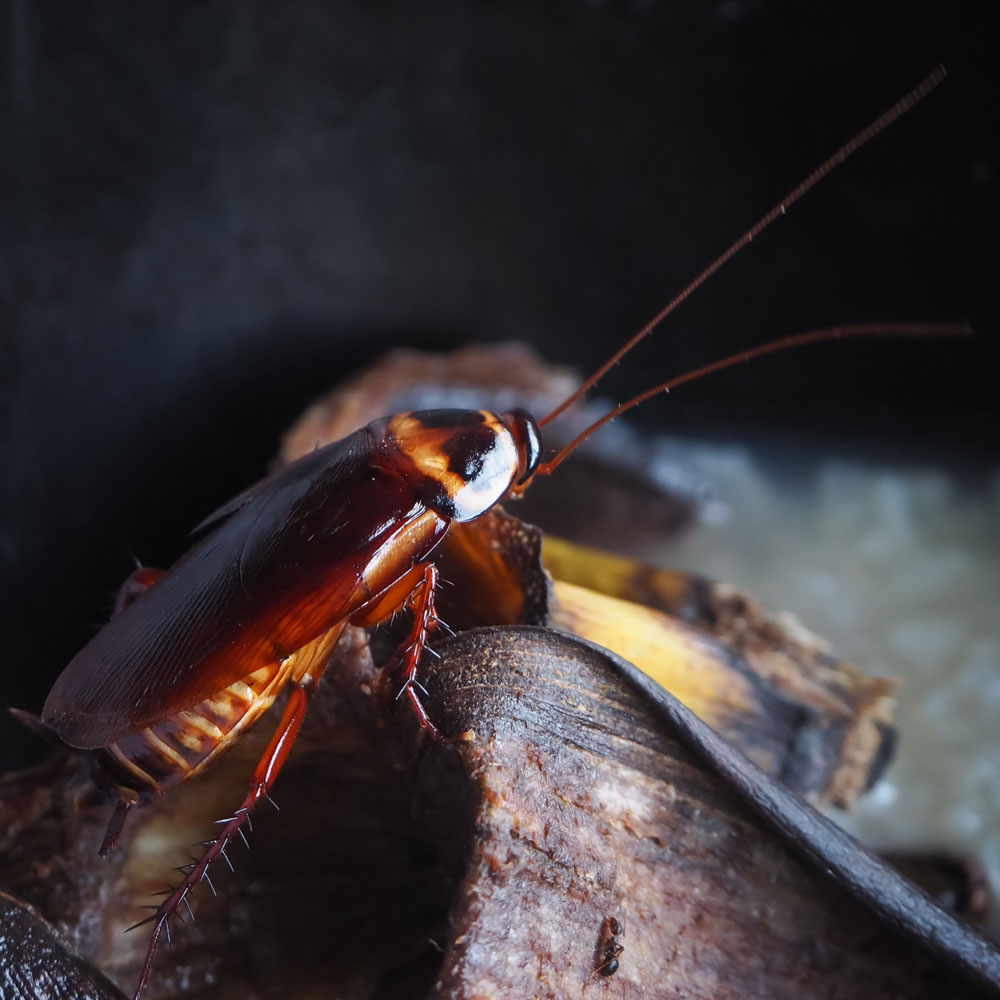 Crawling Cockroach