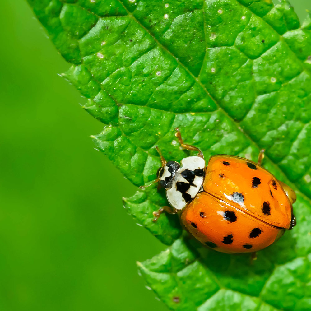Ladybird Crawling on a Leaf