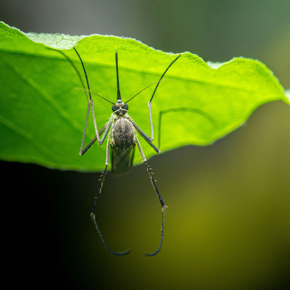 Mosquito