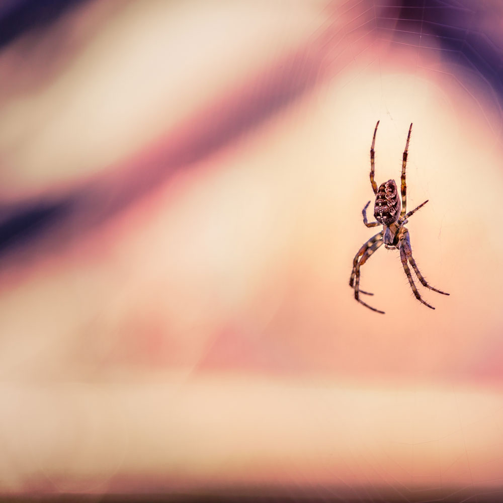 Spooder