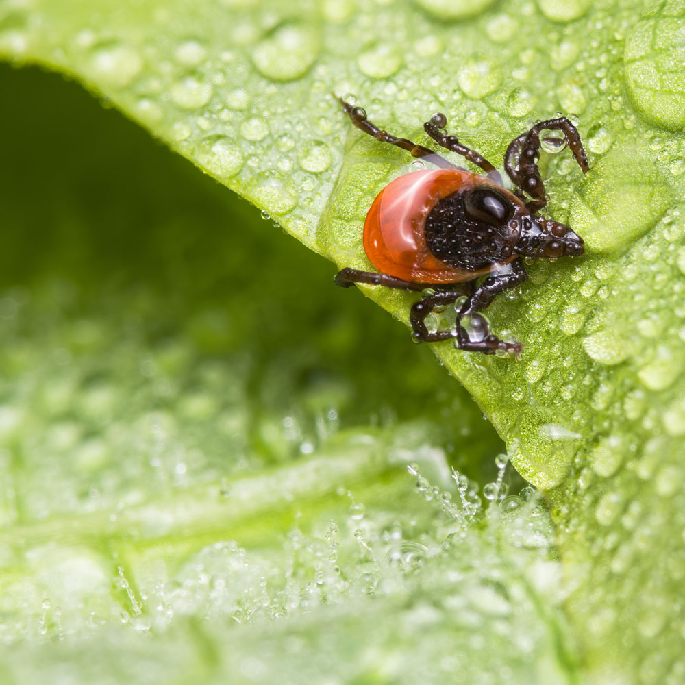 Tick Crawling on a Leaf