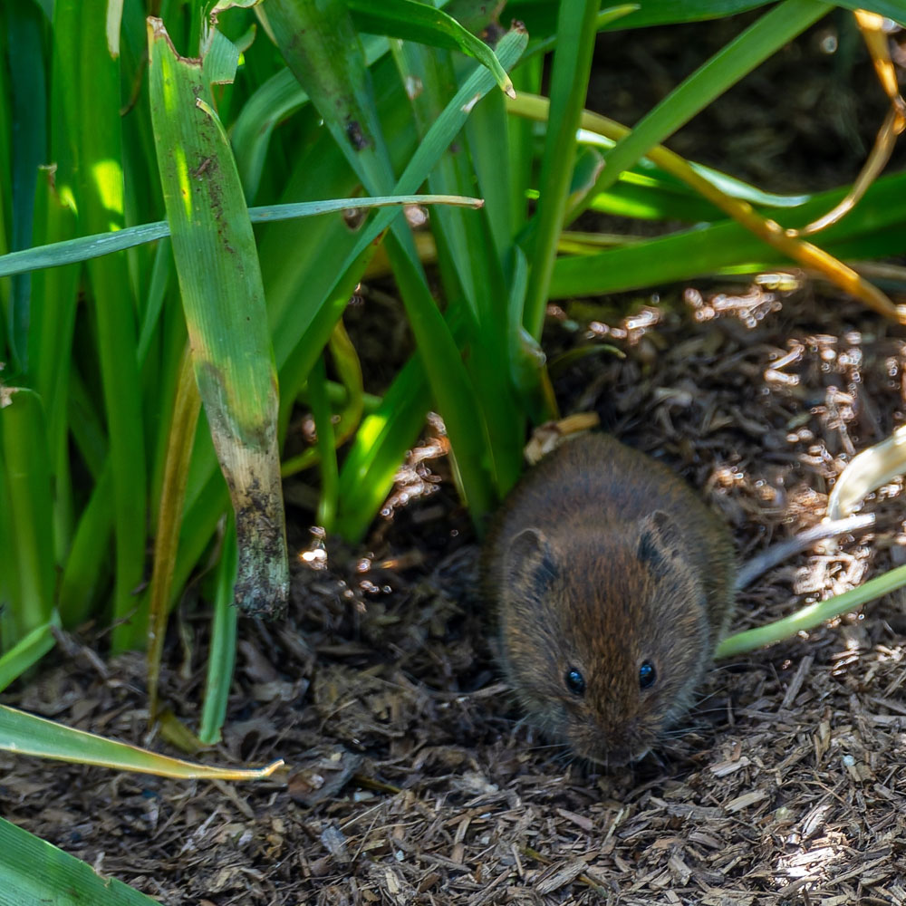 Vole in Grass