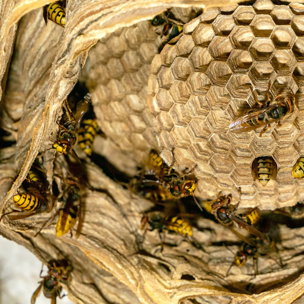 Wasp Nest