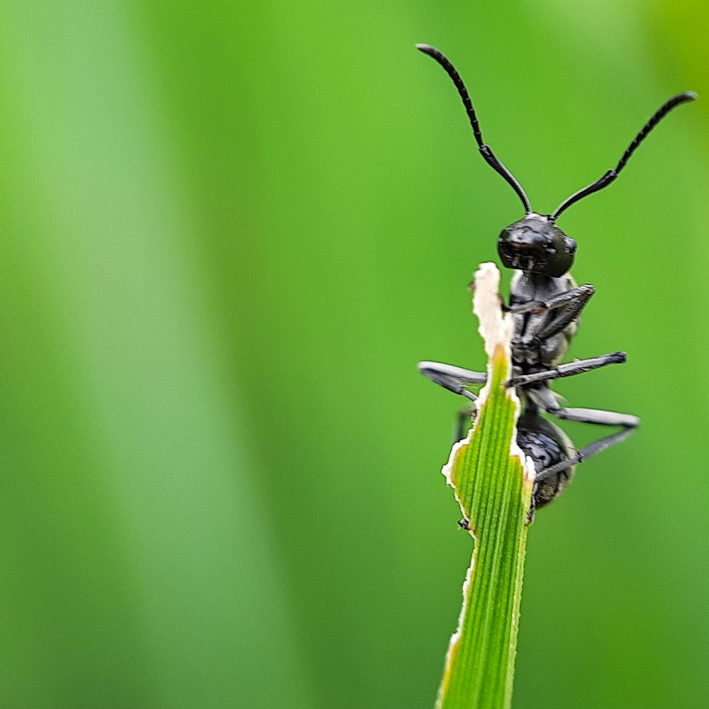 Ant Closeup