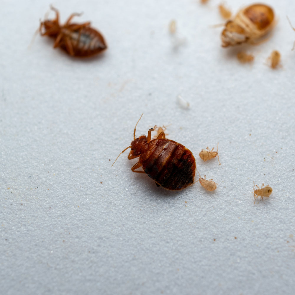 Bed Bugs