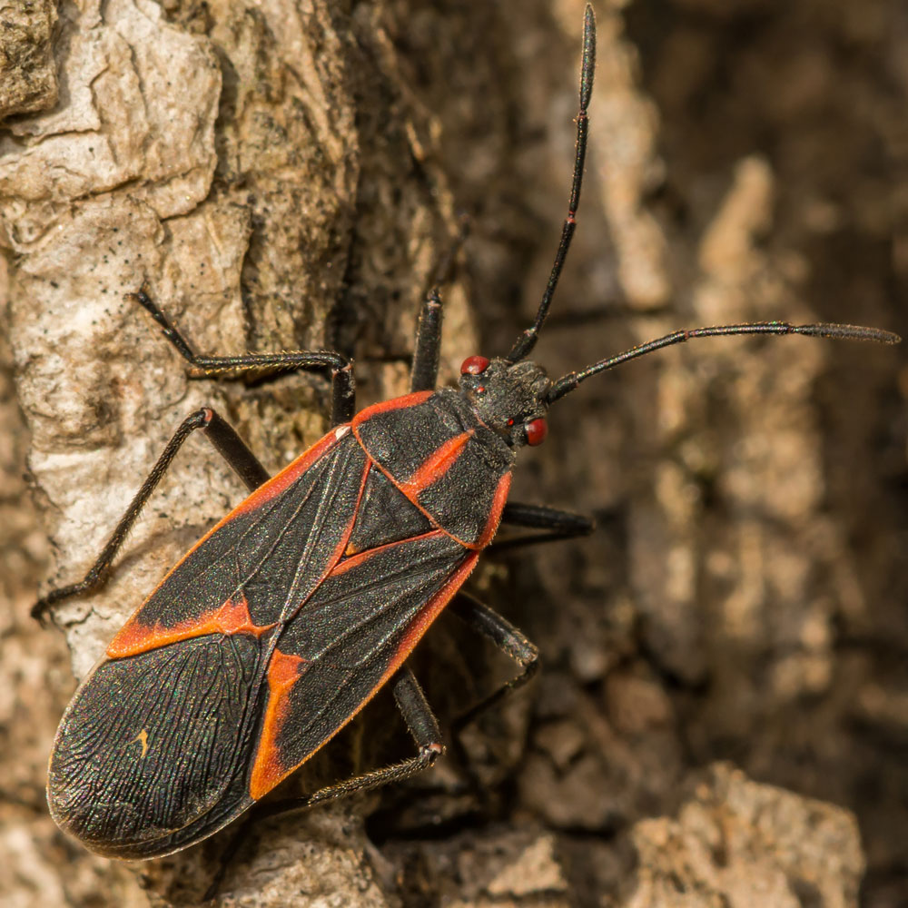 Box Elder Bug Resting