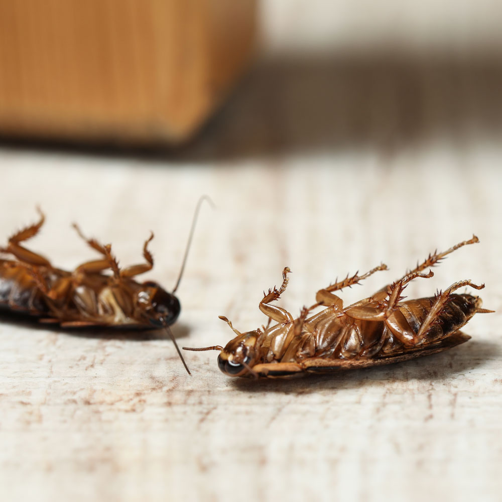 Dead Cockroaches
