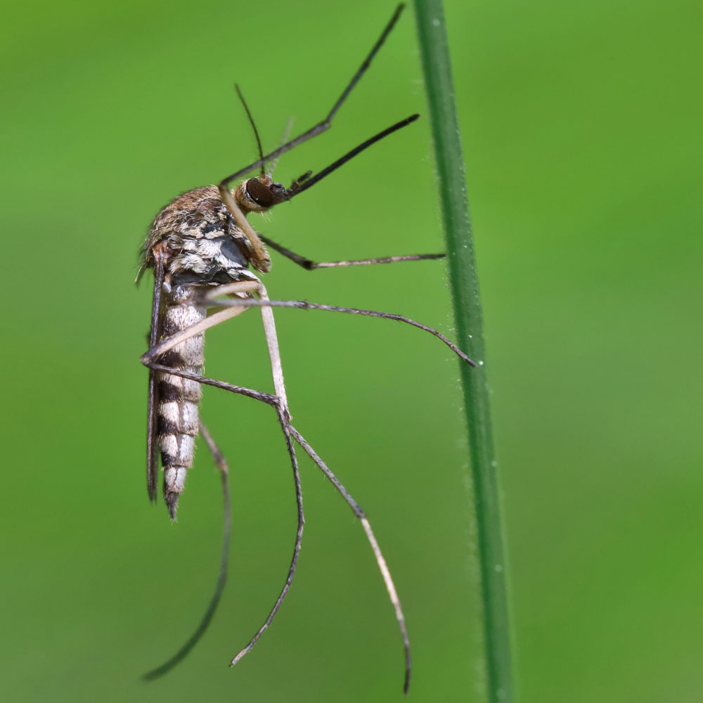 Mosquito Resting