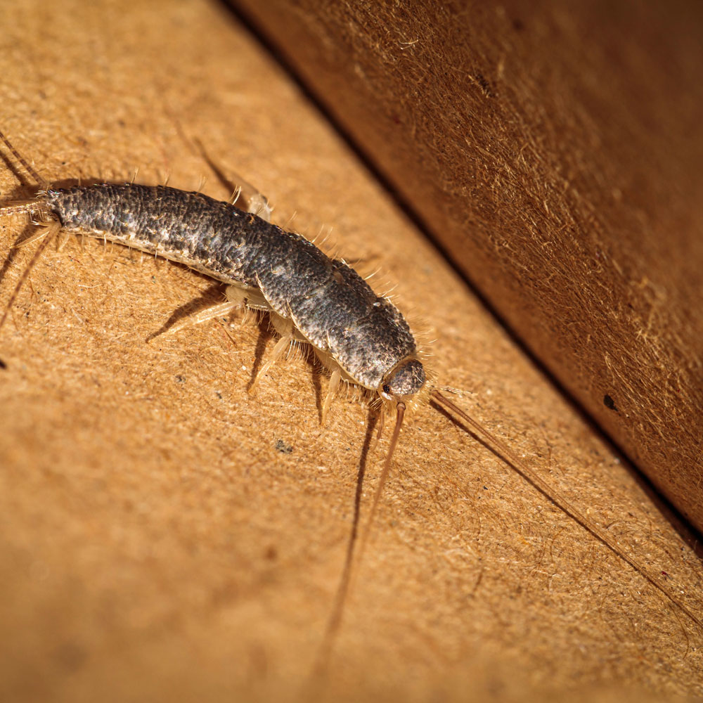 Silverfish Closeup