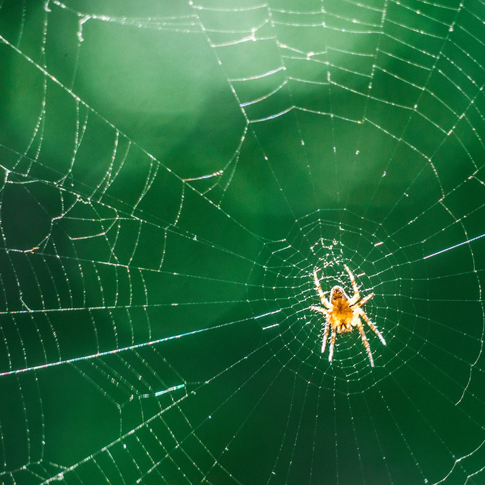 Spider Control Solutions in De Pere