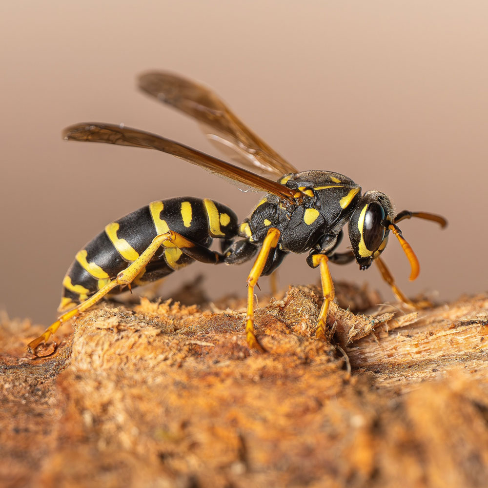Stinging Insect Closeup