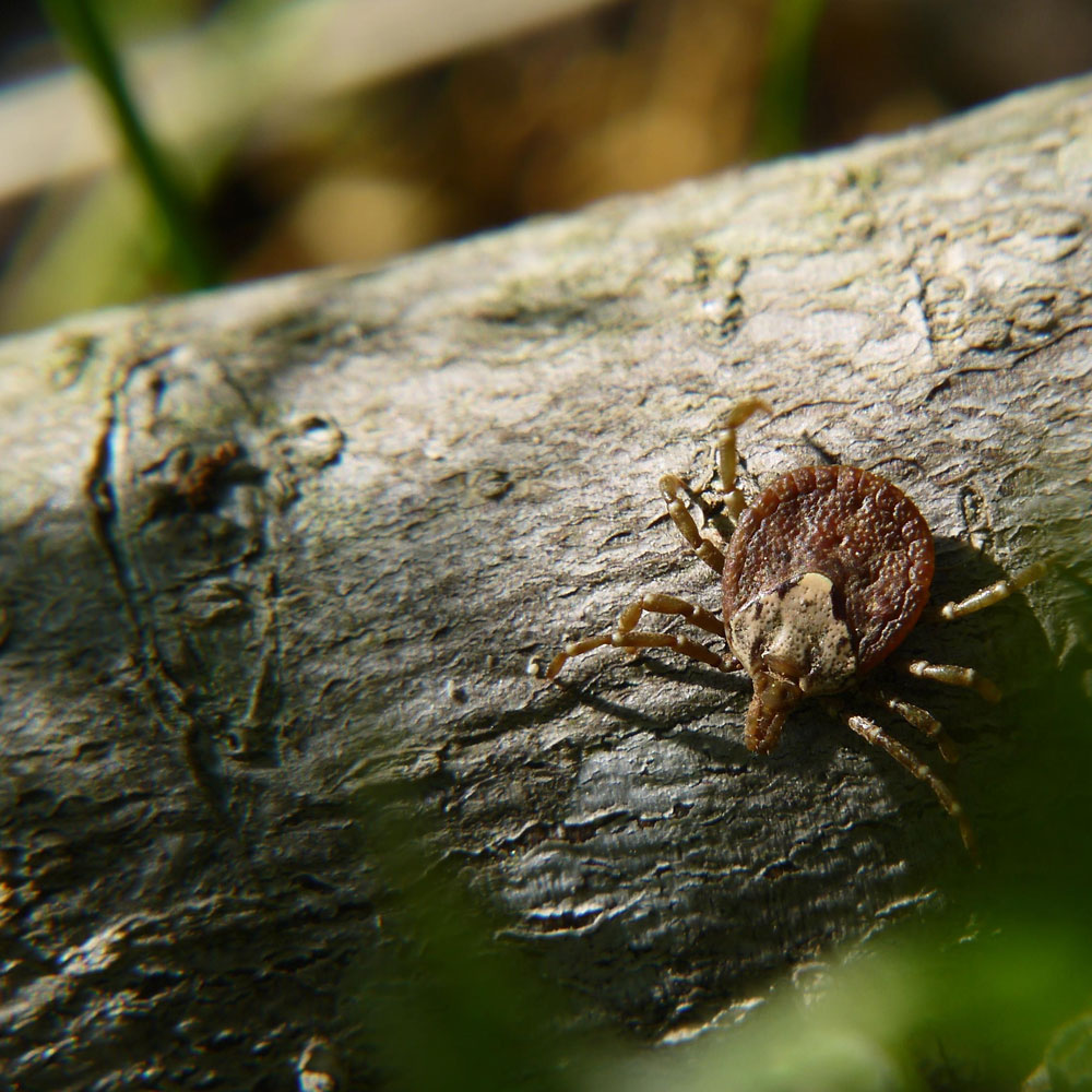 Tick Control in De Pere